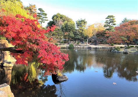 名古屋 賞 楓 時間