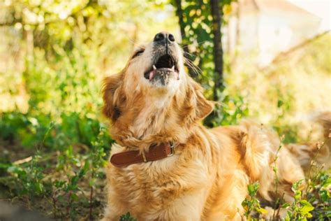 吠えすぎる犬：原因、対策、予防