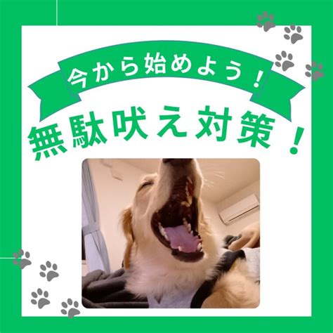 吠える犬がもたらす悩みや問題点