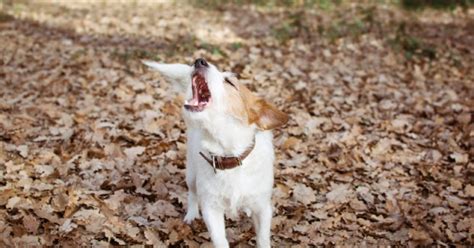 吠える犬の健康リスク