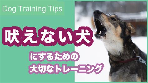 吠える犬の問題に対処する包括ガイド