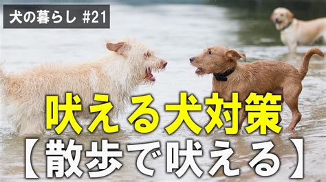 吠える犬対策