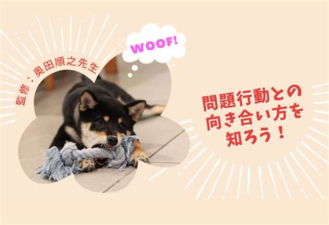 吠える犬対策：平和と静寂を取り戻すための包括ガイド