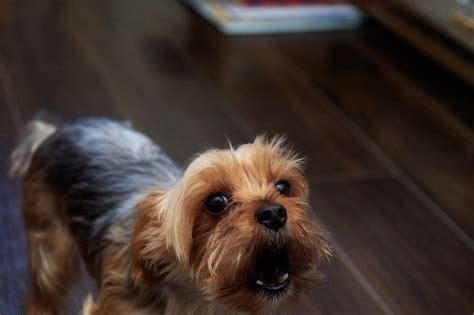 吠える犬種とその対処法