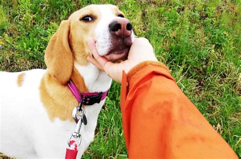 吠える犬種ランキング：静かな生活を送るためのガイド