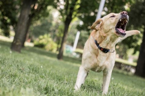 吠える犬種：概要と対処法