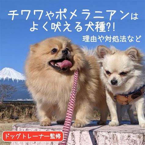 吠える犬種 ～その特性と対処法～