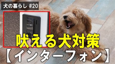 吠える 犬 対策