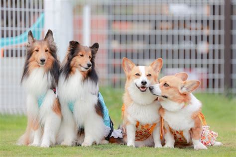 吹田で愛犬と楽しむ！おすすめのドッグラン10選