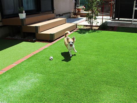 吹田のドッグランで愛犬と充実した時間を過ごす