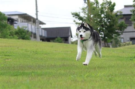 吹田のドッグランで愛犬と楽しく安全に過ごそう！