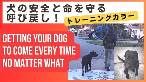 呼び戻し 犬