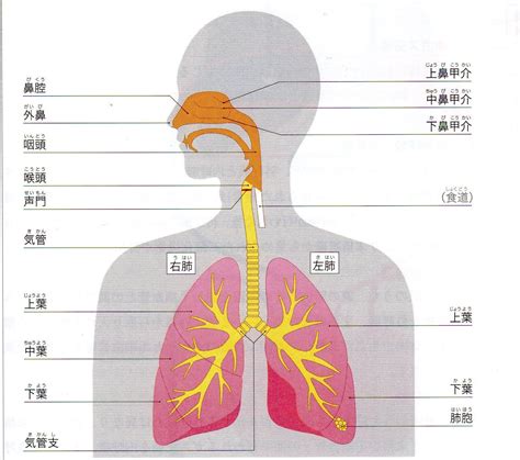 呼吸器系の問題