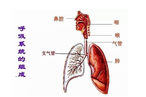 呼吸系统中文：为什么重要？