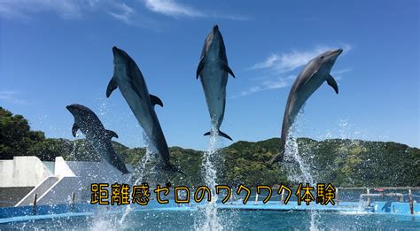 和歌山ドルフィンリゾート：和歌山の青い海に溶け込むイルカとの楽園