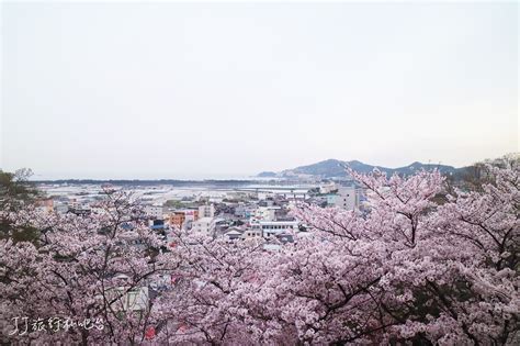 和歌山 櫻花