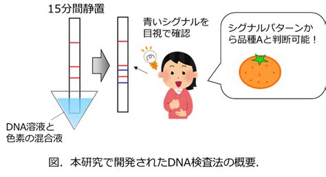 品種識別検査: