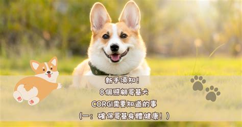 哥基犬：迷人的短腿奇蹟