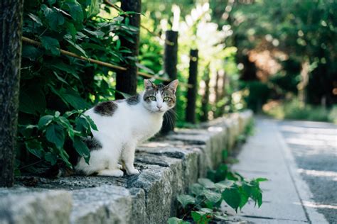 哲学の道猫の歴史