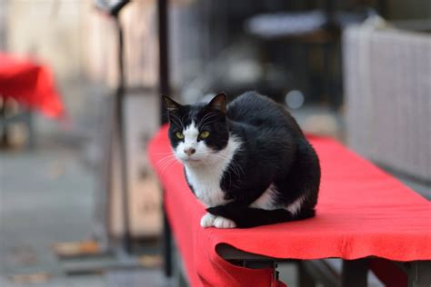 哲学の道猫：京都の隠れたお宝