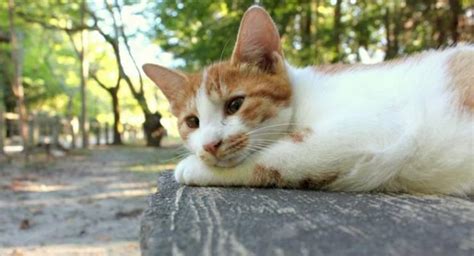 哲学の道猫：京都の静かな散歩道で出会える愛らしい生き物