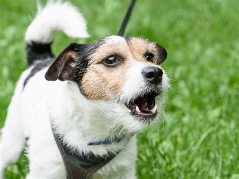 唸る犬の原因