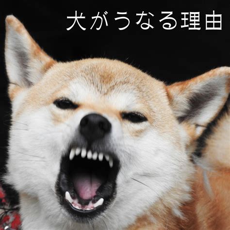 唸る犬への対処法