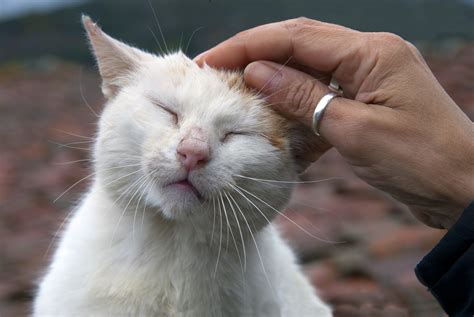 喜ぶ猫：あなたの愛猫を幸せにするためのガイド