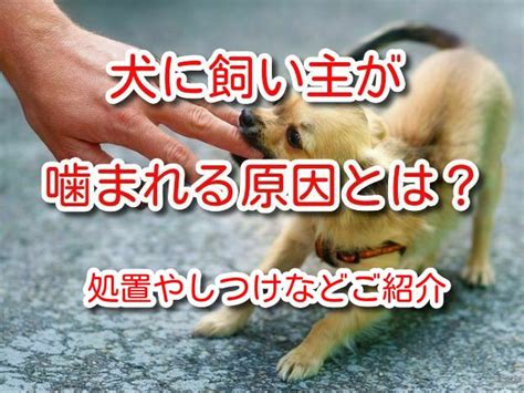 噛みつく犬への対処法: 安全に近づき、噛まれるのを避ける