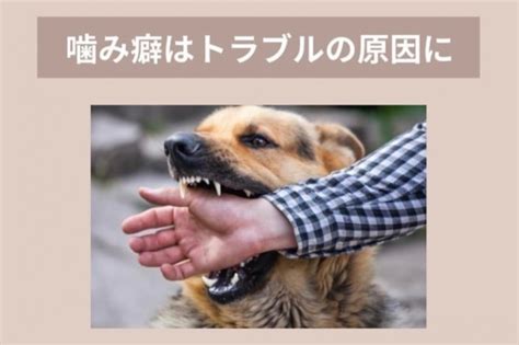 噛みつく犬への対処法と予防策