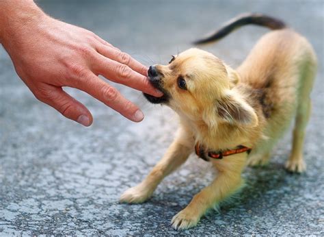 噛み付く犬にどう対応するか