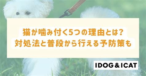 噛み付く：意味、原因、対処法