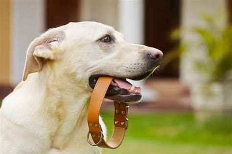 土佐犬に合った首輪選びの完全ガイド