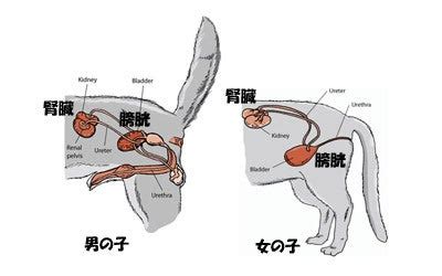 圧迫排尿で愛犬を助ける：効果的なテクニックとコツ