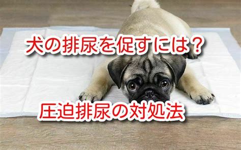 圧迫排尿の犬のケアと対処法