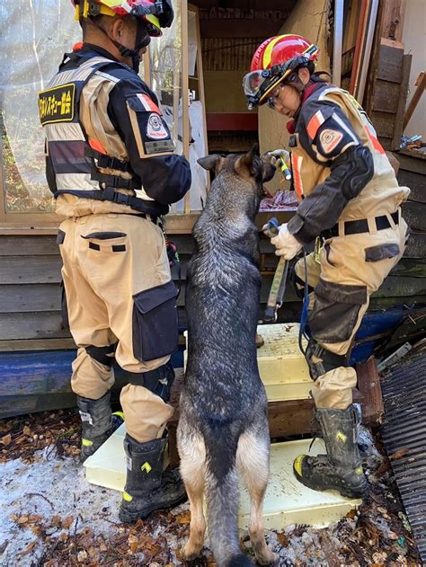 地震における災害救助犬の役割と重要性