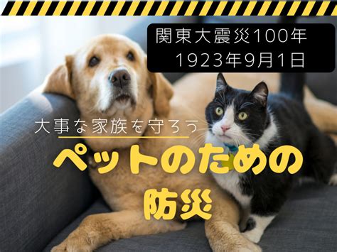 地震時に大切なペットを守るために：猫編