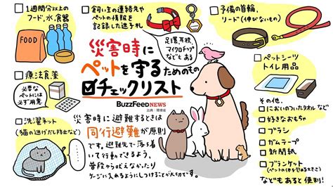 地震時のペット（猫）の安全対策ガイド