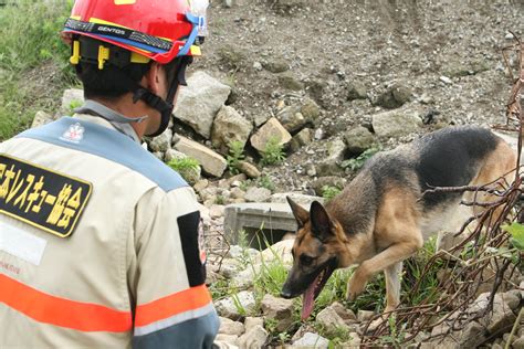 地震災害における救助犬の活用