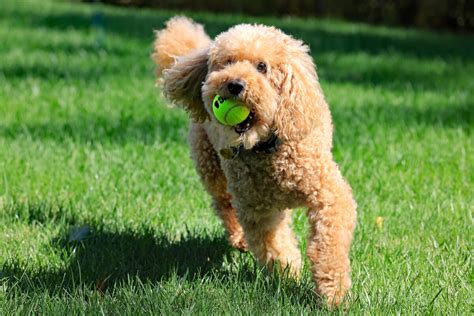 城之内犬の驚くべき健康上の利点