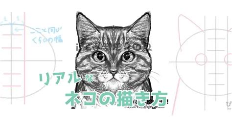 基本的な猫顔型：