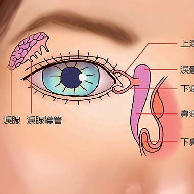 基礎淚腺：