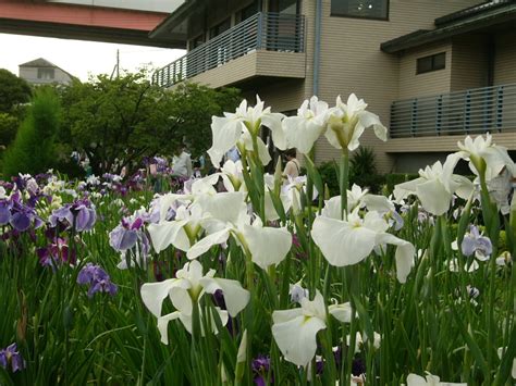 堀切菖蒲園 君安を楽しむガイド