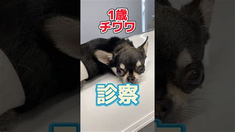 境川動物病院で愛するペットの健康を最優先しよう