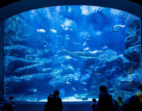 墨田水族館：探索東京海洋奇觀的終極指南