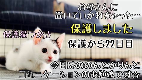 壁紙保護猫とは？あなたの壁を愛猫から守るための必見ガイド