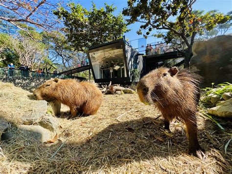 壽山動物園 一日遊