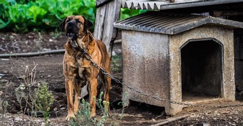 外飼い向きの犬種