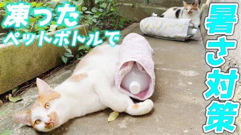 外 猫 暑 さ 対策