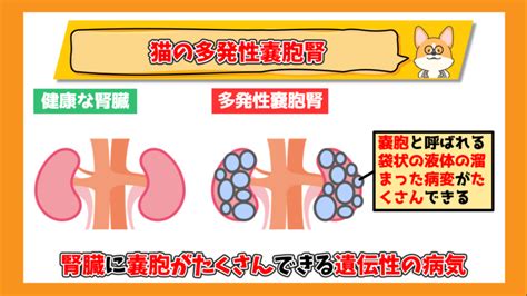 多発性嚢胞腎の猫を愛おしく世話する完全ガイド